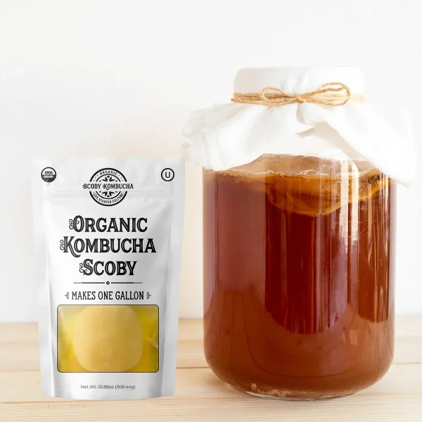 Organic Kombucha SCOBY