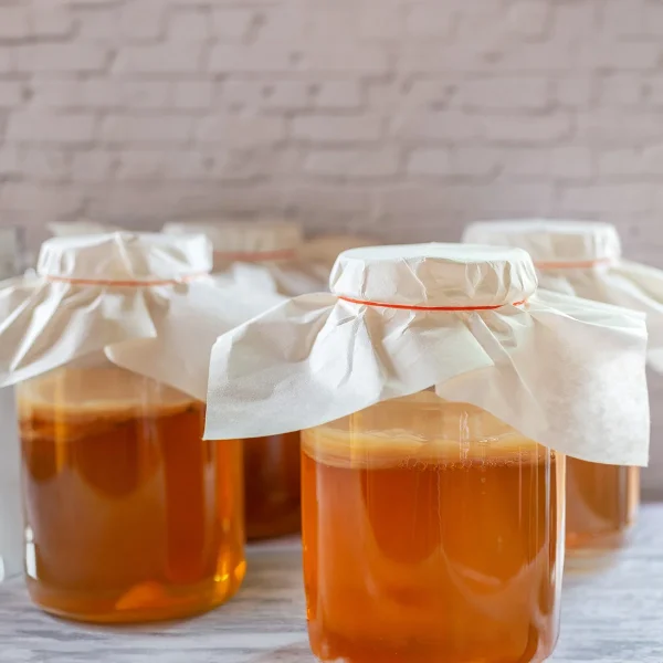 Organic Kombucha SCOBY