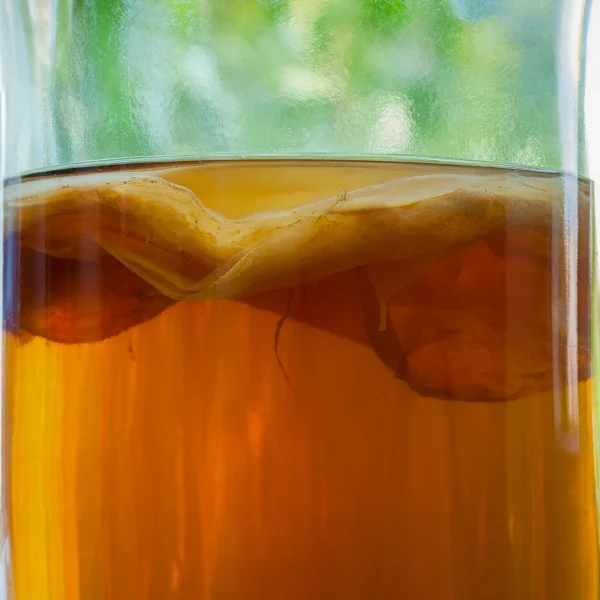 Organic Kombucha SCOBY